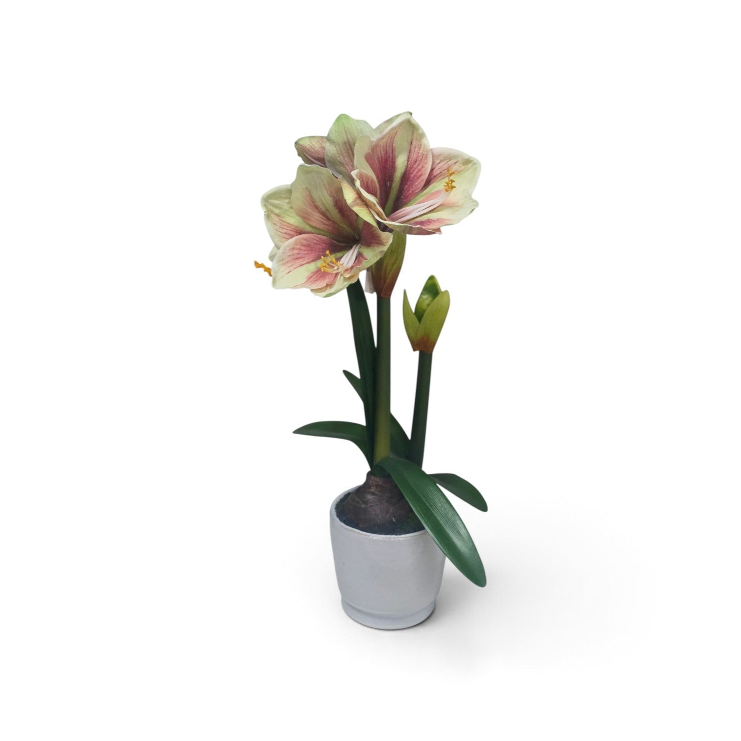 Potted amaryllis bloom