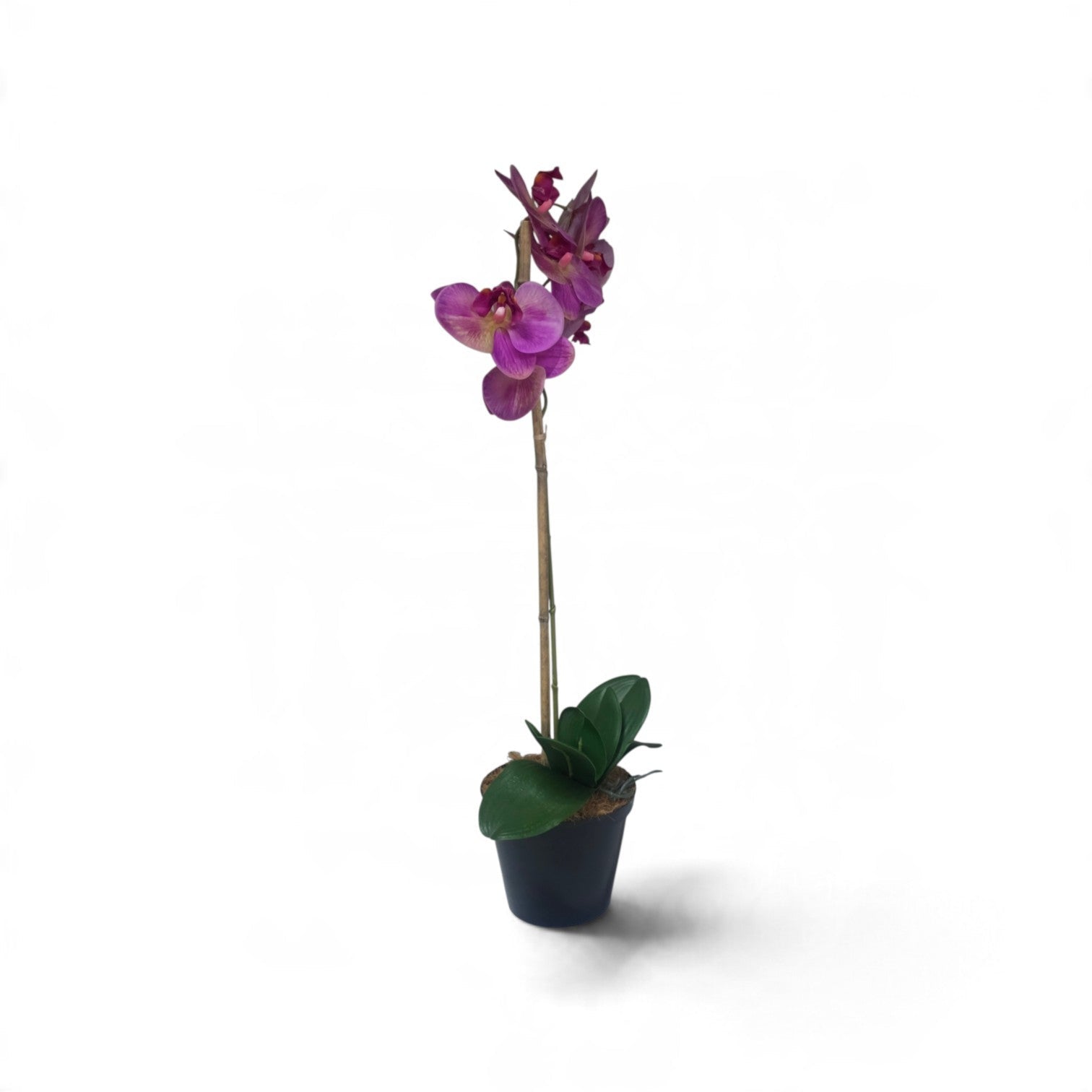 Purple elegance orchid