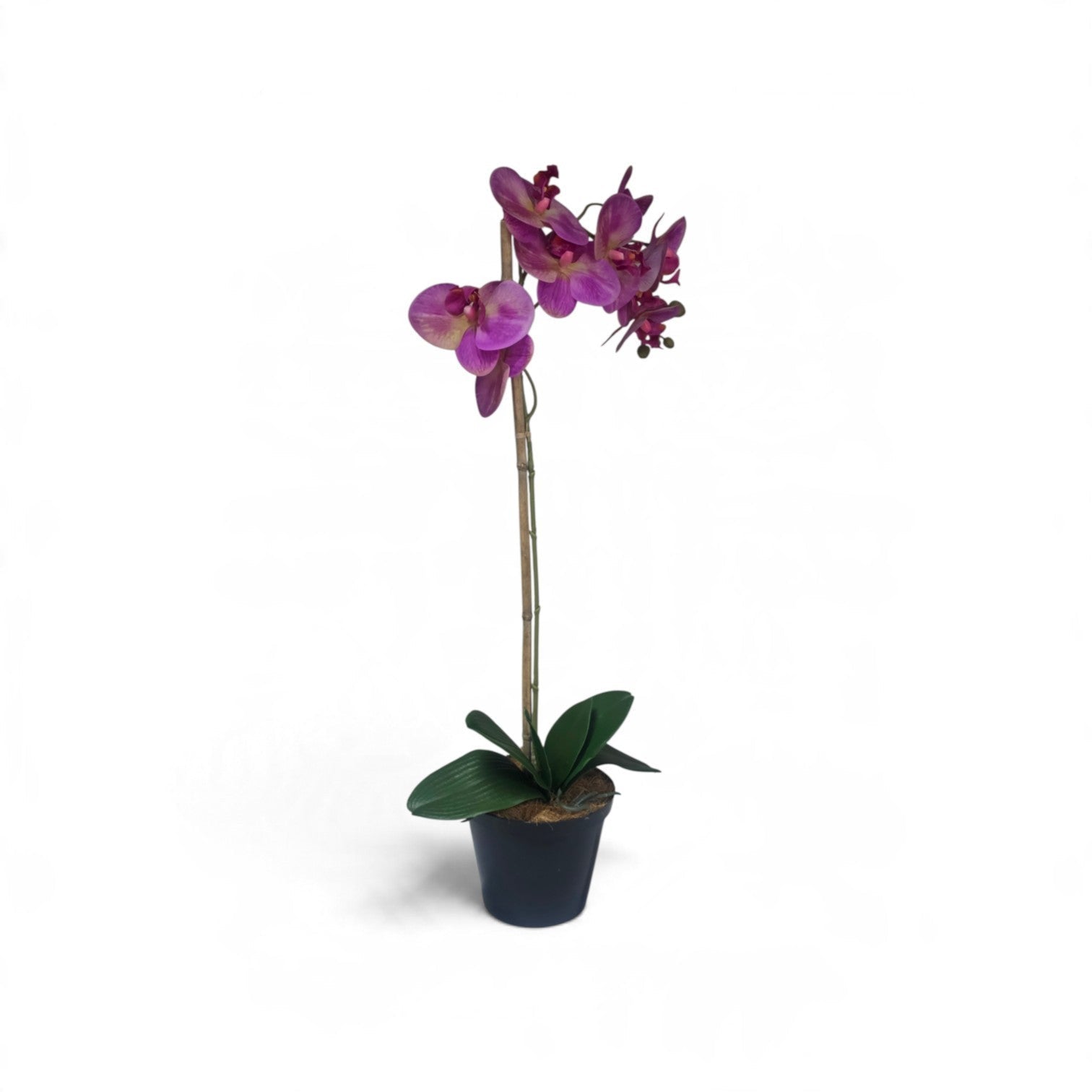 Purple elegance orchid